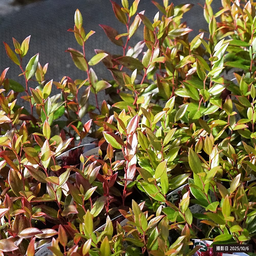 西洋イワナンテン ルコテー リトルフレーム 