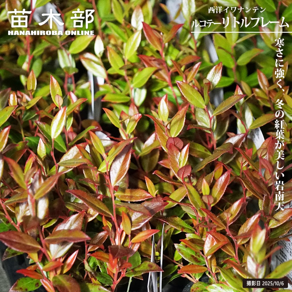 西洋イワナンテン ルコテー リトルフレーム 