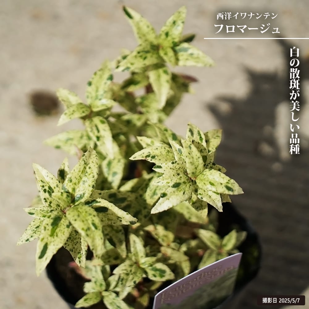 西洋イワナンテン フロマージュ 