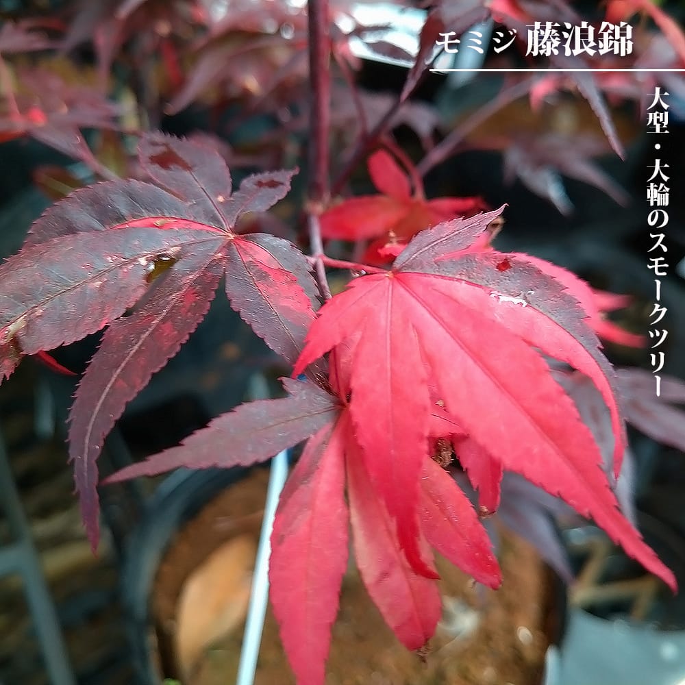 カエデ・もみじ 藤浪錦 苗 販売 苗木部 By 花ひろばオンライン