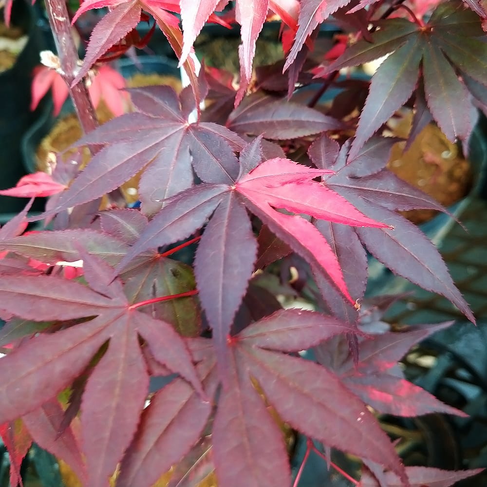 カエデ・もみじ 藤浪錦 苗 販売 苗木部 By 花ひろばオンライン