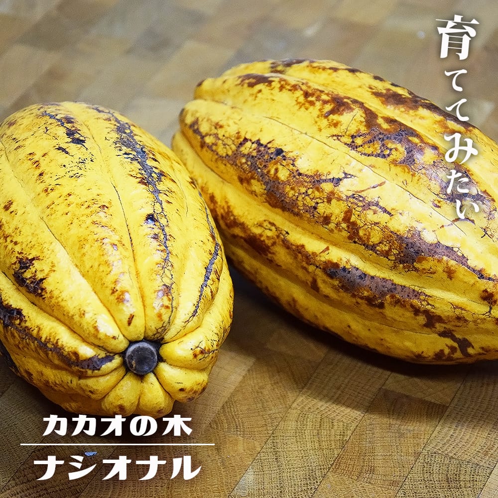 カカオ フォラステロ ナシオナル 苗 販売 苗木部 By 花ひろばオンライン