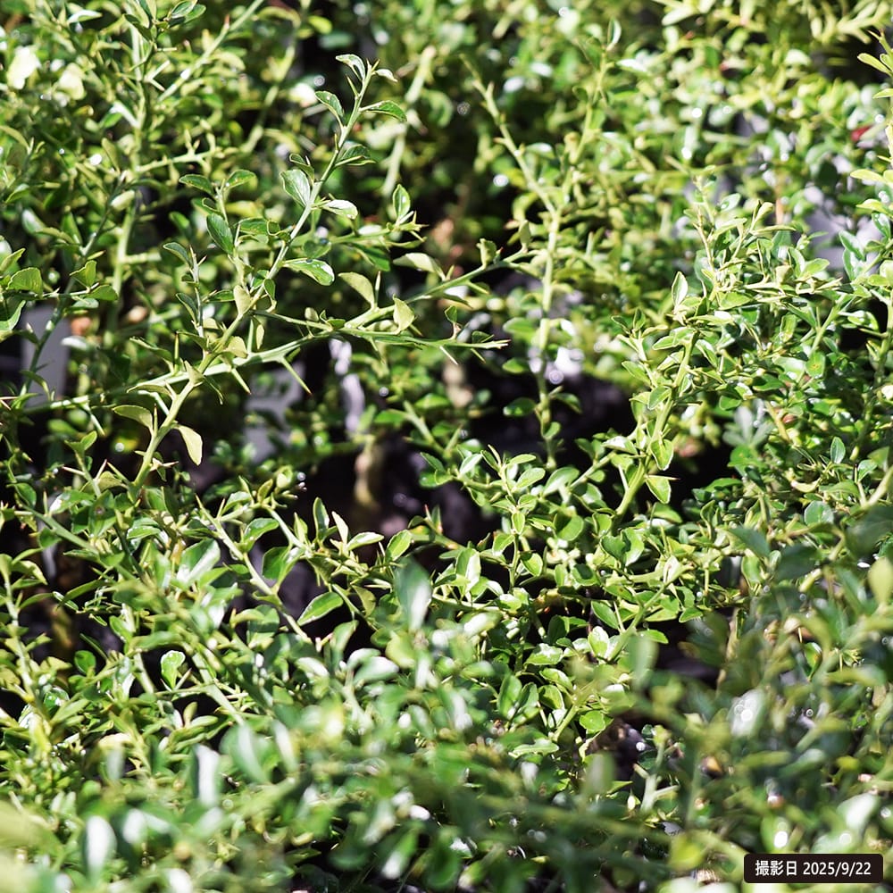 フィンガーライム ダーラムエメラルド 3