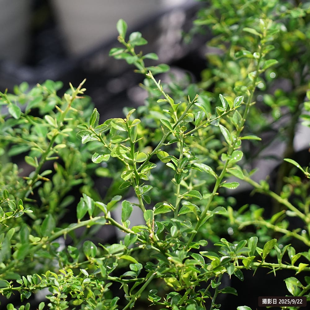 フィンガーライム チョコレートレモネット 苗 販売 苗木部 By 花ひろば