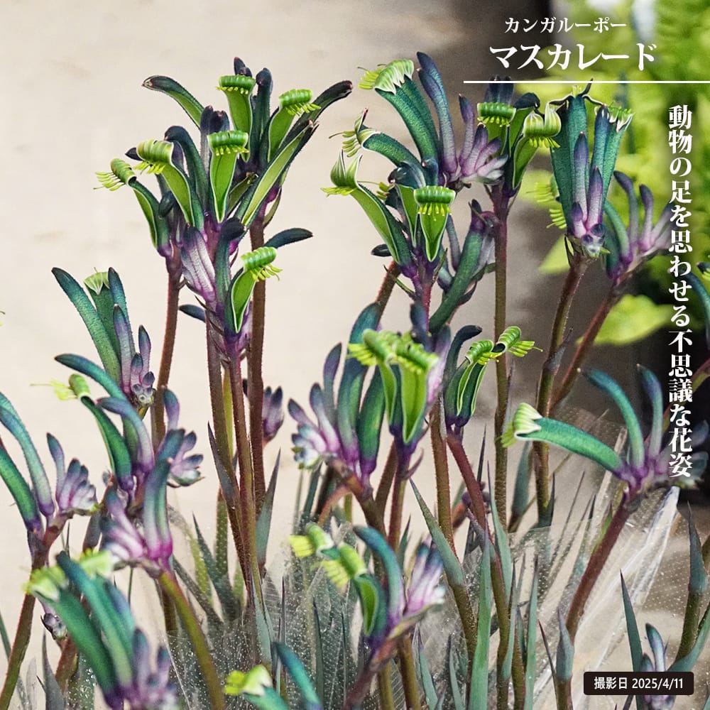 カンガルーポー マスカレード 