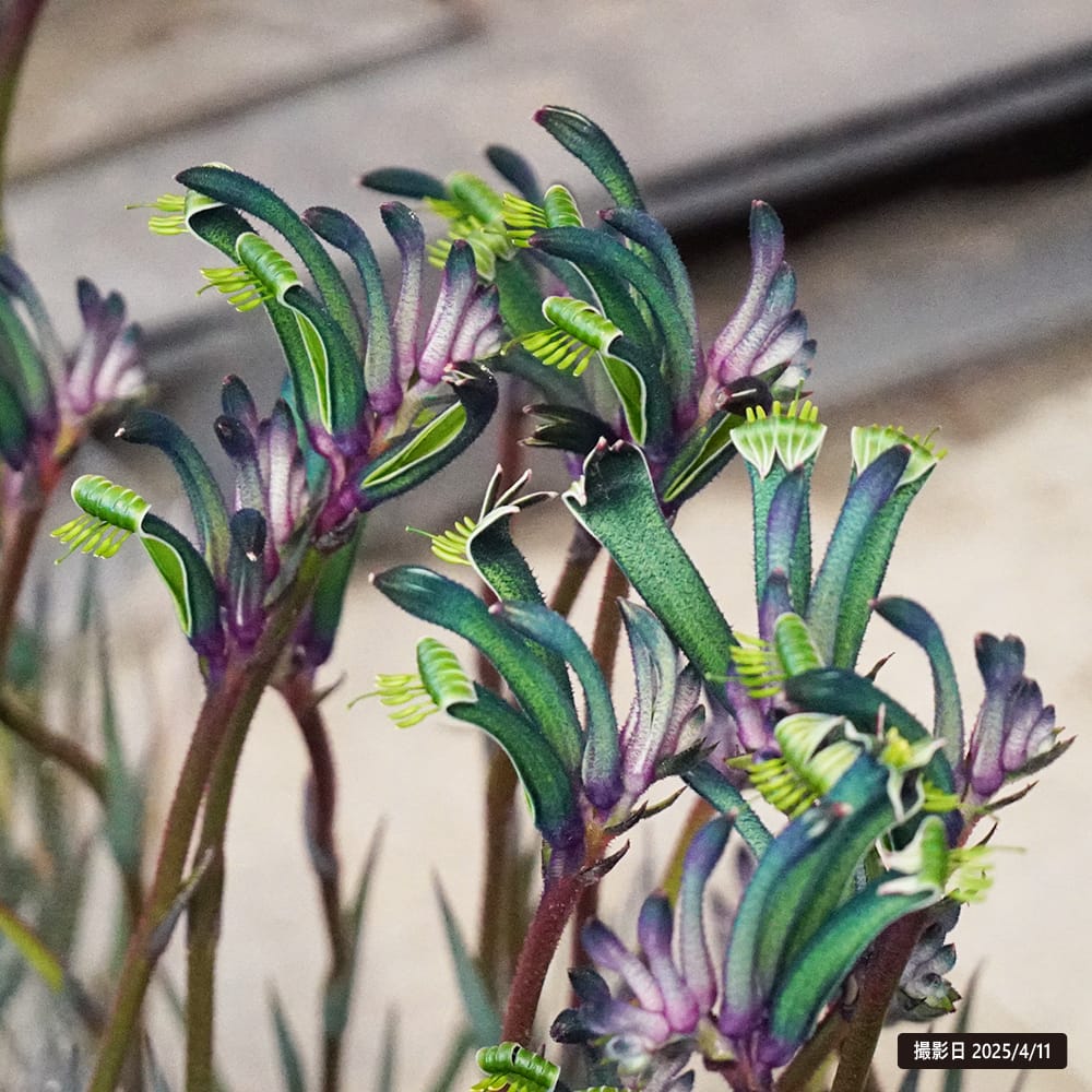 カンガルーポー マスカレード 1