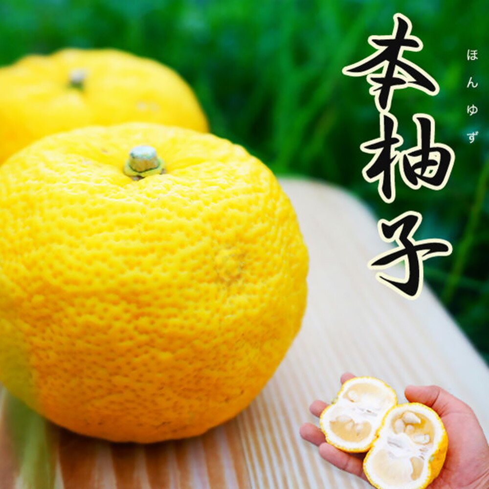 柑橘 本柚子 （本ユズ） 
