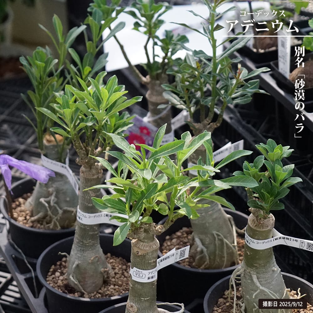 アデニウム アデニウム 