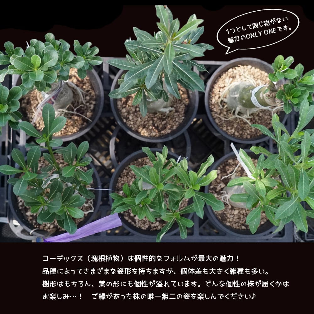 アデニウム アデニウム 1