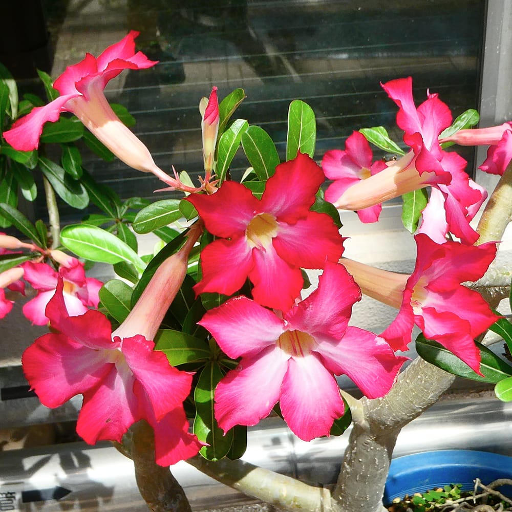 アデニウム アデニウム 2