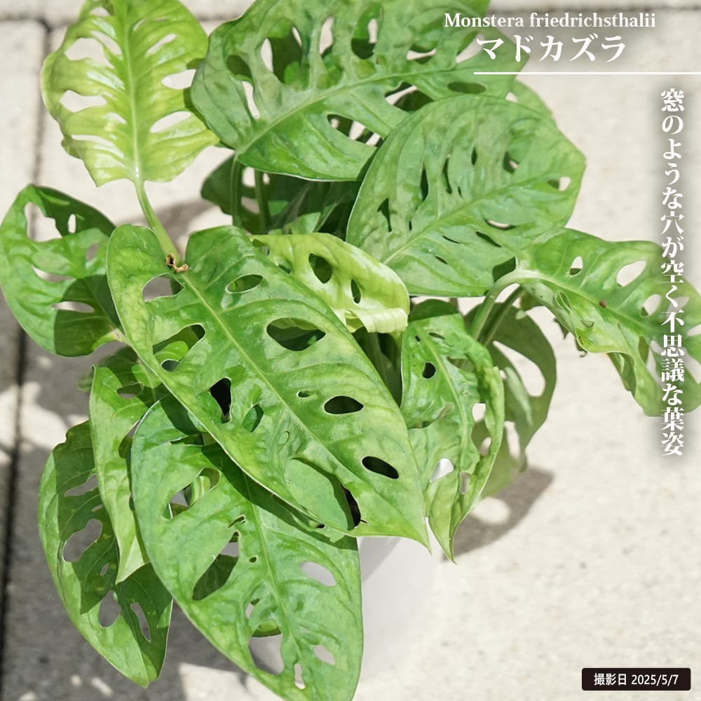 マドカズラ マドカズラ 