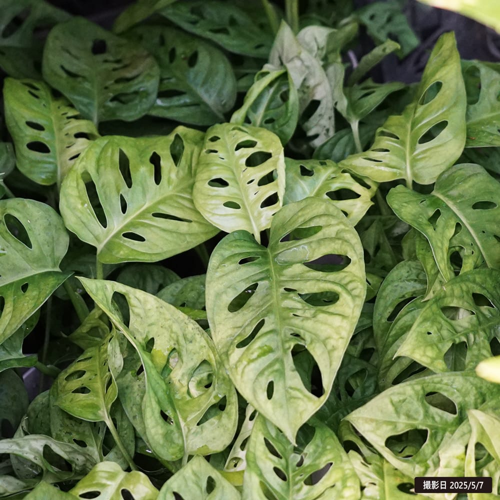 マドカズラ マドカズラ 1