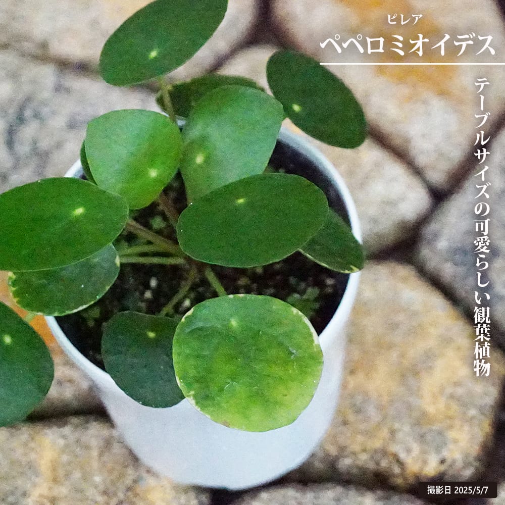 ピレア ペペロミオイデス 