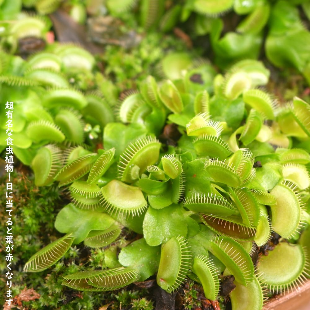 ハエトリグサ ハエトリグサ 1