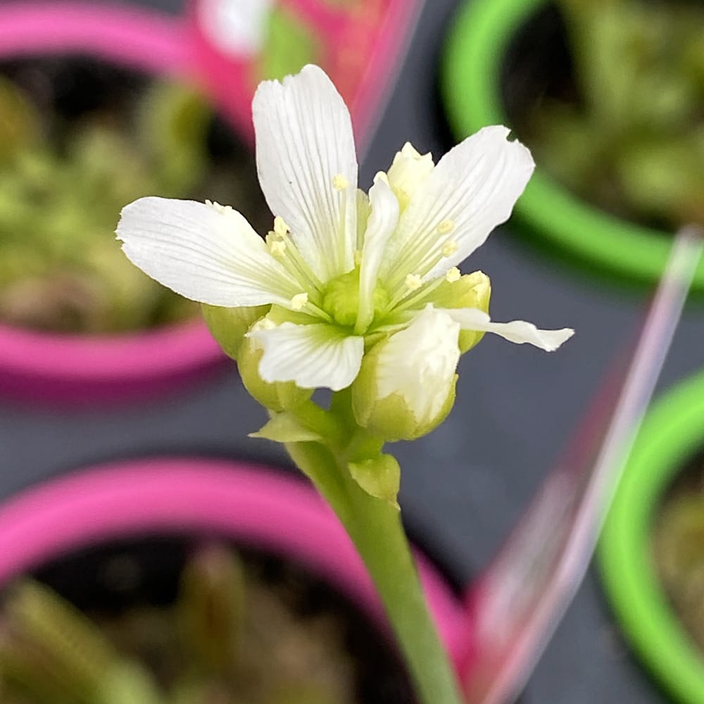 ハエトリグサ ハエトリソウ3