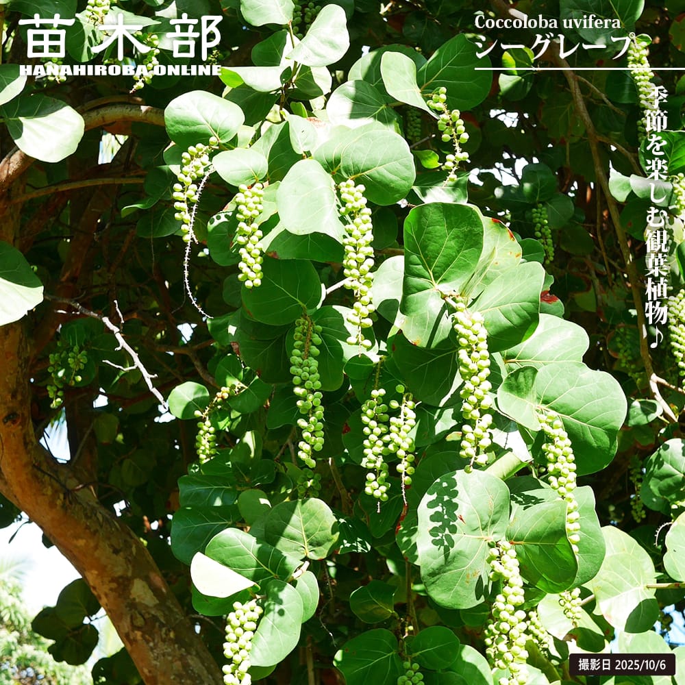 シーグレープ  シーグレープ 