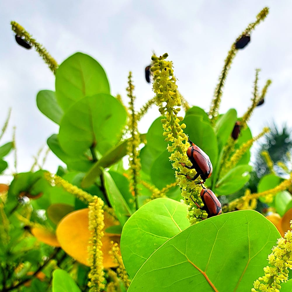 シーグレープ  シーグレープ 3