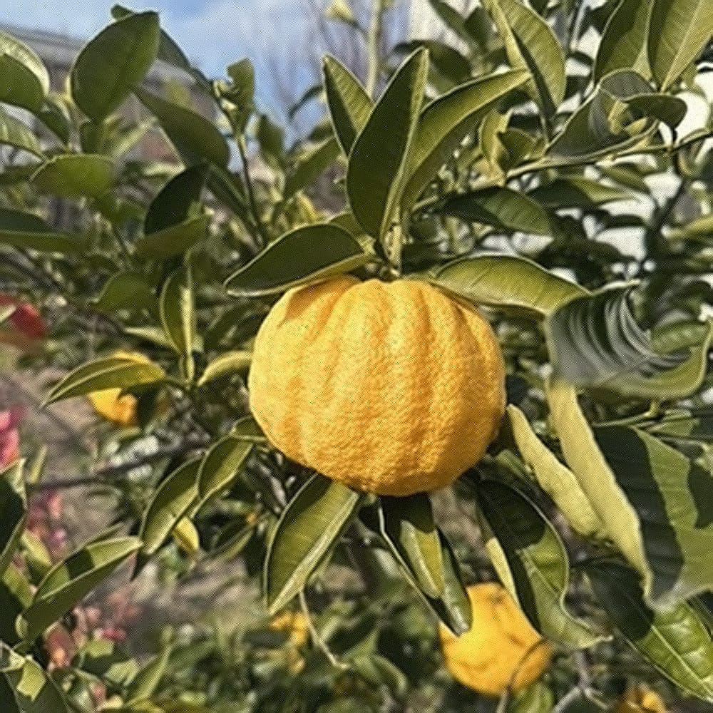 柑橘 獅子柚子 1