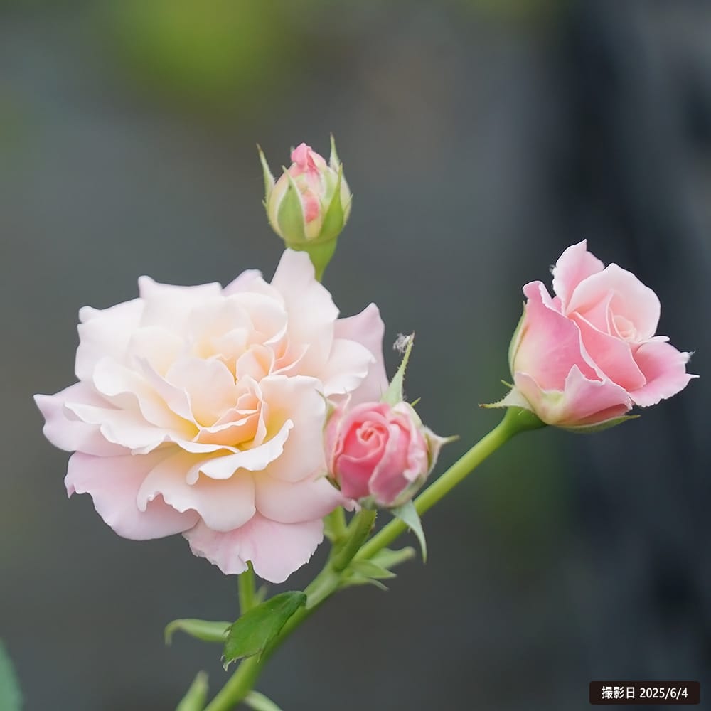 バラ シュシュ FL フロリバンダ 苗 販売 苗木部 By 花ひろばオンライン