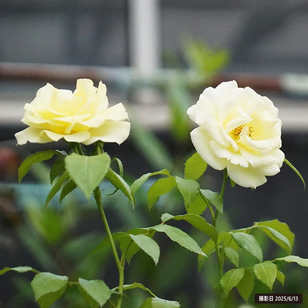 バラ イルミナーレ 3