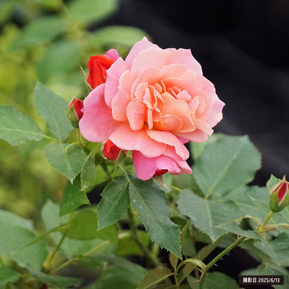 バラ ディズニーランドローズ FL フロリバンダ 苗 販売 苗木部 By 花