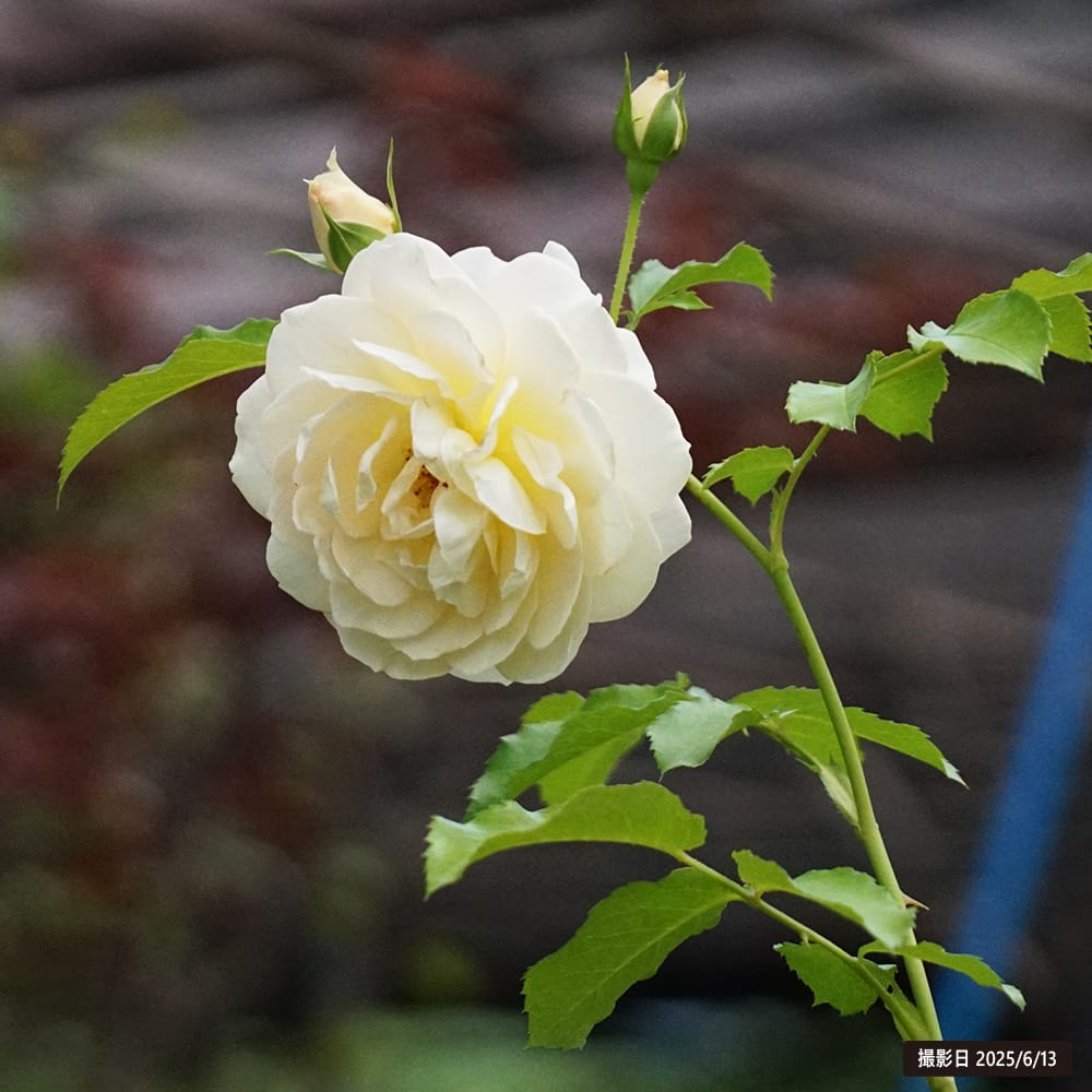 バラ マリーアントワネット 2