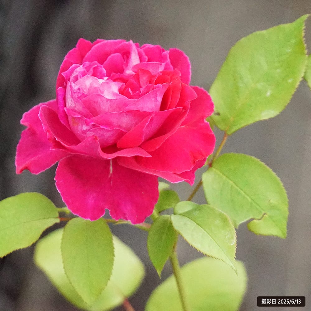 バラ ジョリーメロディー 3