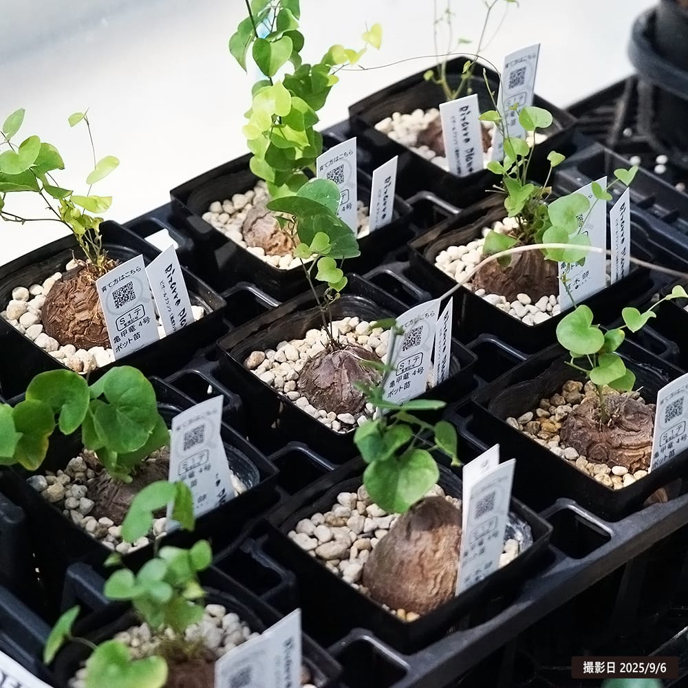 ディオスコレア 亀甲竜 苗 販売 苗木部 By 花ひろばオンライン