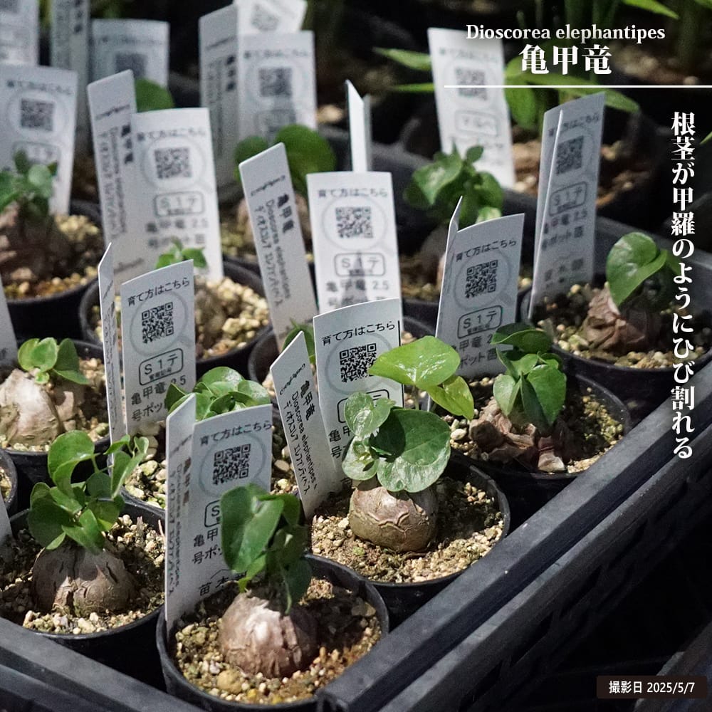 ディオスコレア 亀甲竜 苗 販売 苗木部 By 花ひろばオンライン