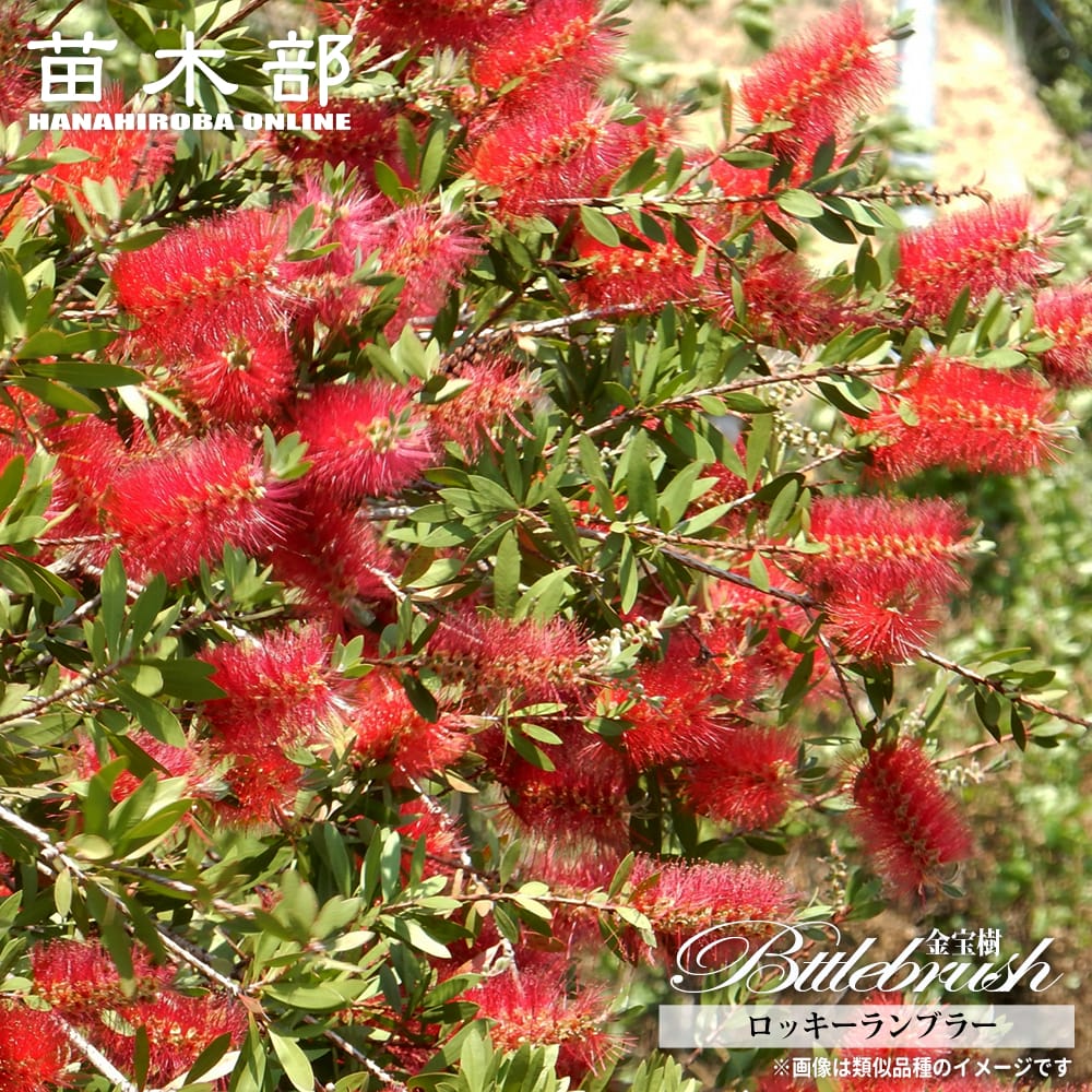 キンポウジュ ロッキーランブラー 