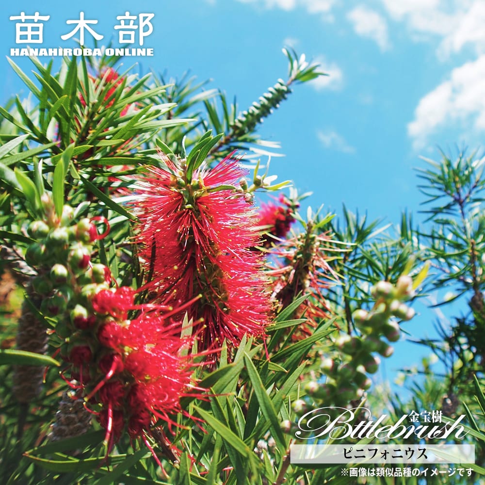 キンポウジュ ピニフォニウス 