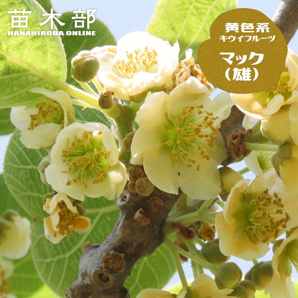 キウイ マック 
