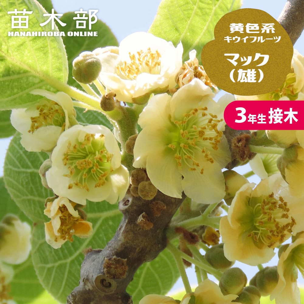 キウイ 黄色系用オス マック 苗 通販 苗木部 By 花ひろばオンライン