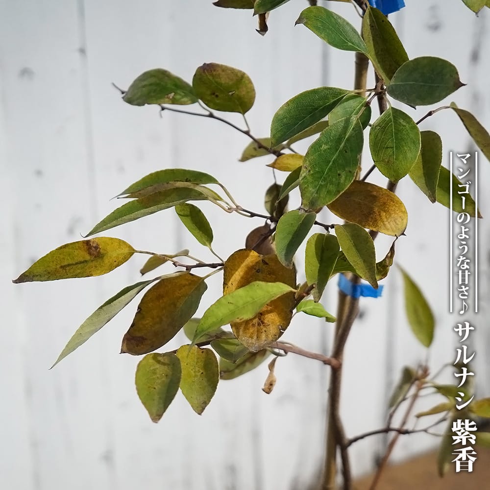 サルナシ 紫香 