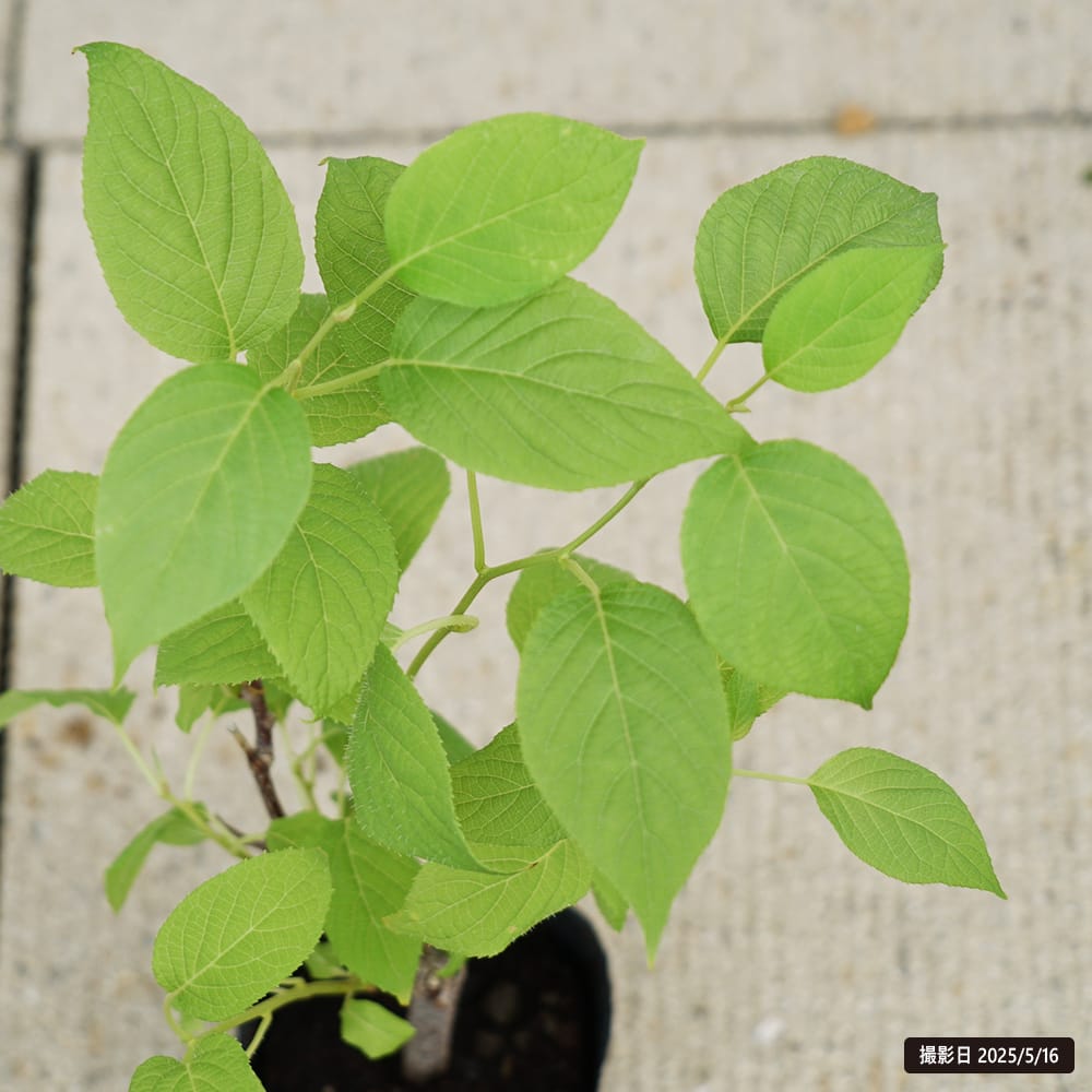 マタタビ マタタビ 2