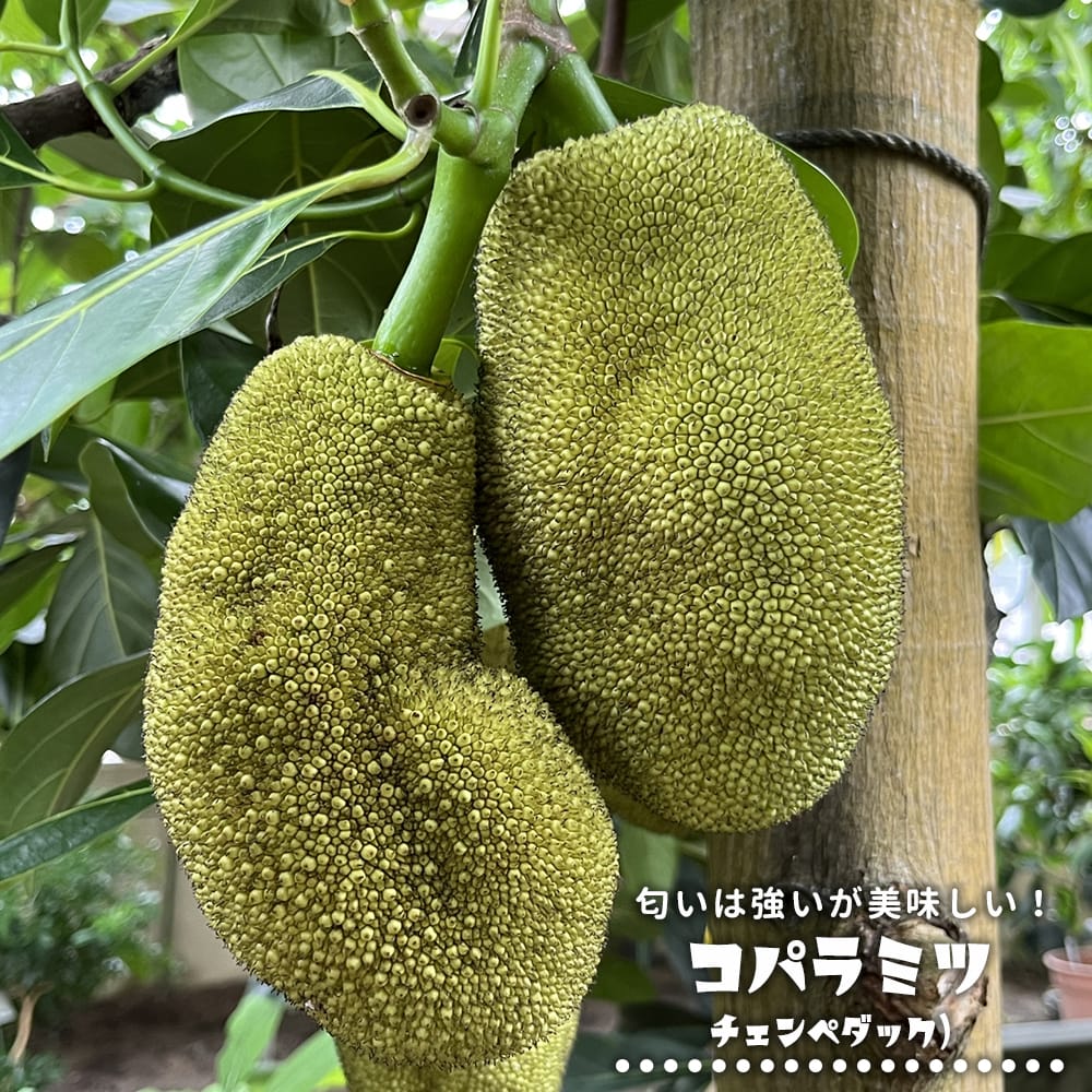 コパラミツ コパラミツ 