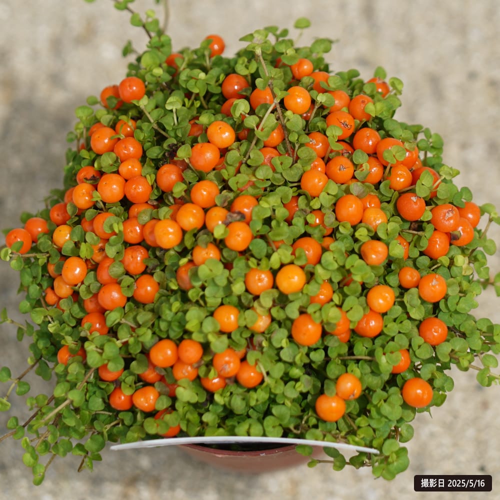 コケサンゴ コケサンゴ（オレンジ） 1