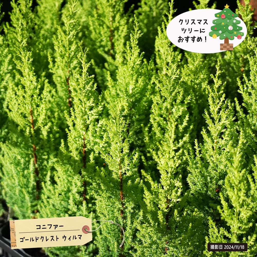 コニファー ゴールドクレスト ウィルマ 