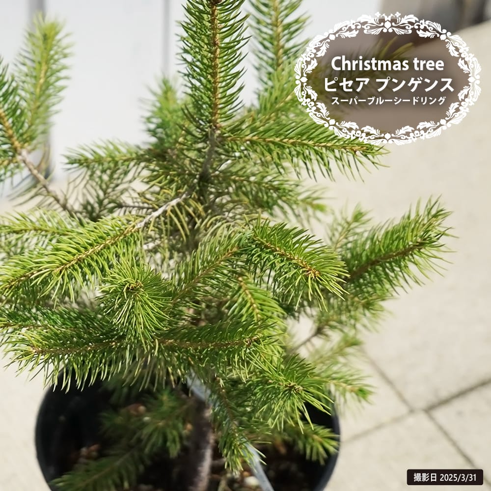 トウヒ ピセアプンゲンス スーパーブルーシードリング 苗 販売 苗木部