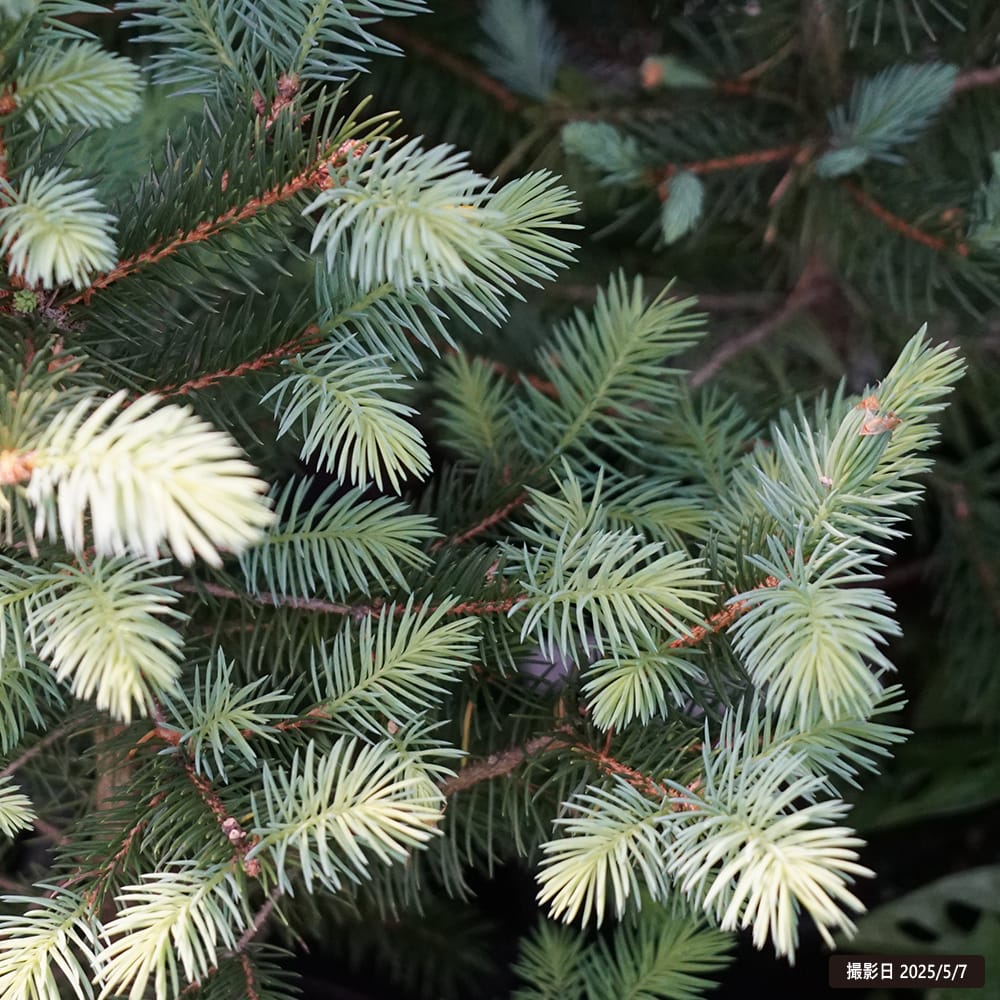 トウヒ ピセアプンゲンス スーパーブルーシードリング 苗 販売 苗木部