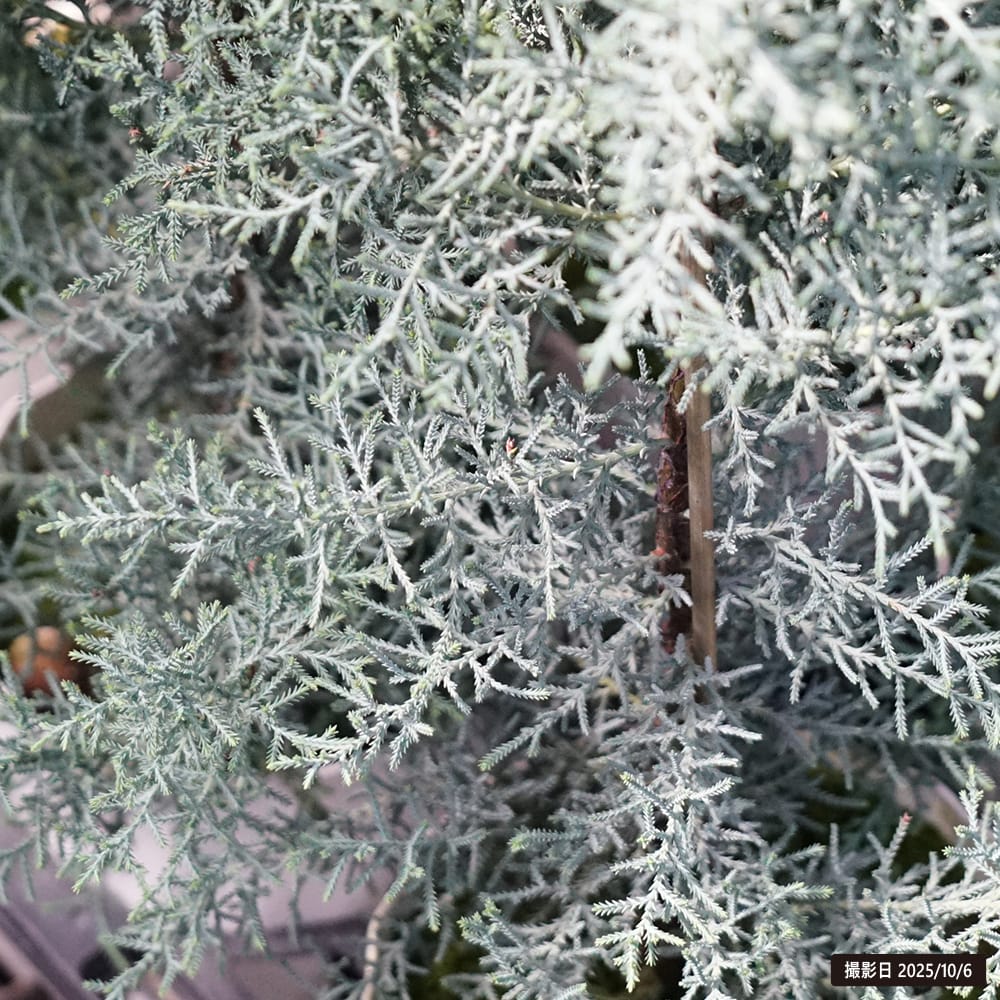 コニファー シャイニングブルー 3