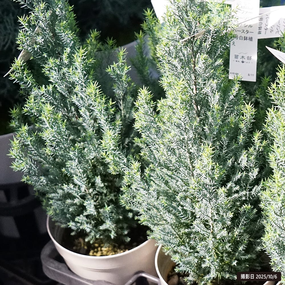 コニファー シルバースター 3