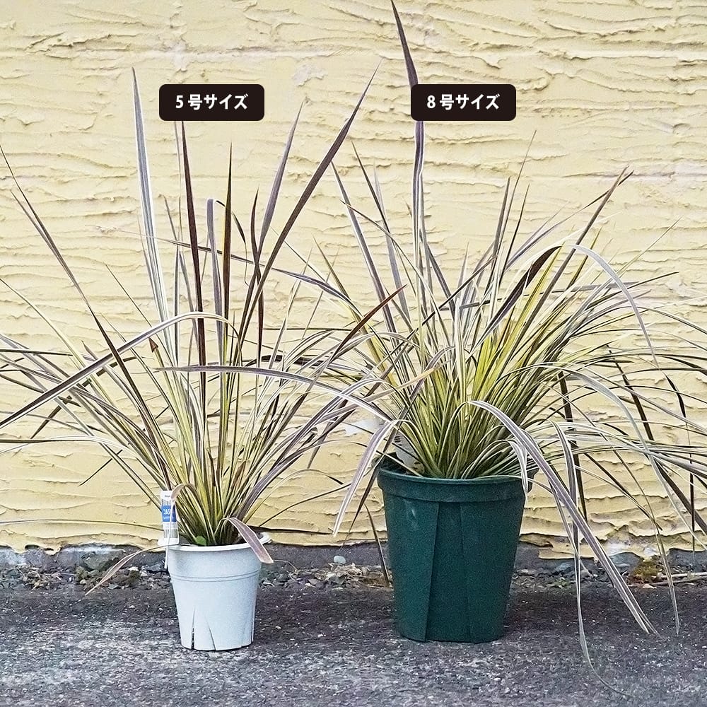 コルジリネ エレクトリックフラッシュ 2