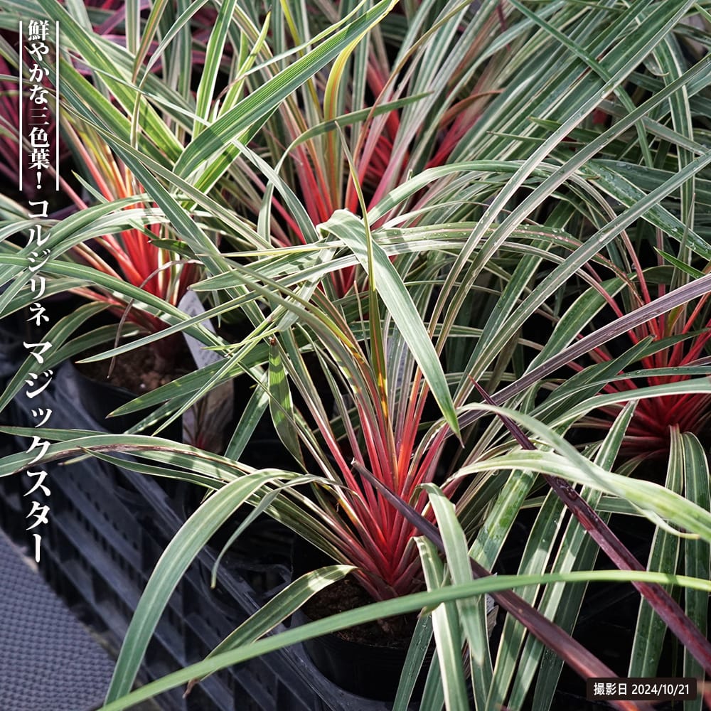 コルジリネ マジックスター 