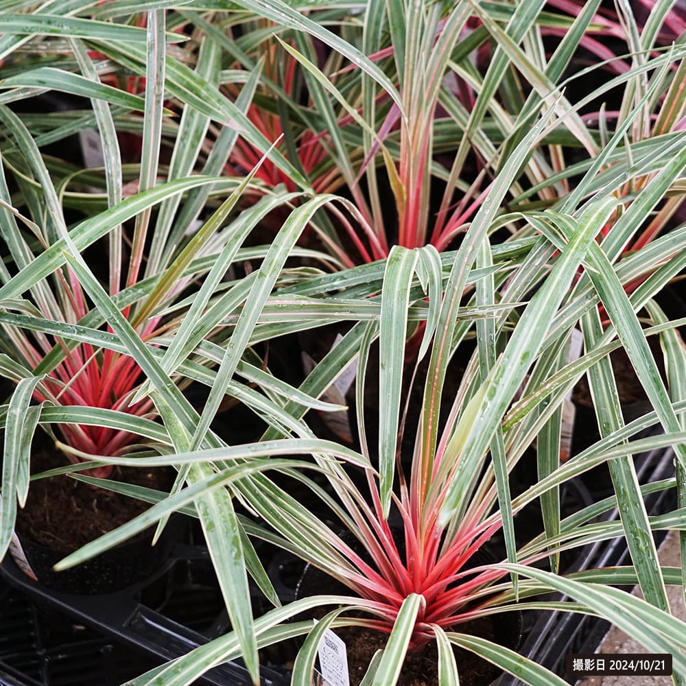 コルジリネ マジックスター 2