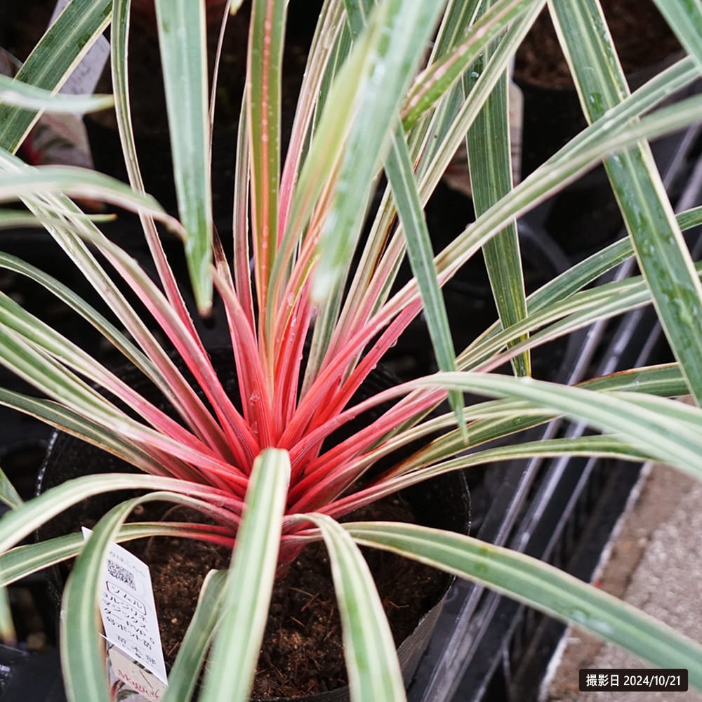 コルジリネ マジックスター 1