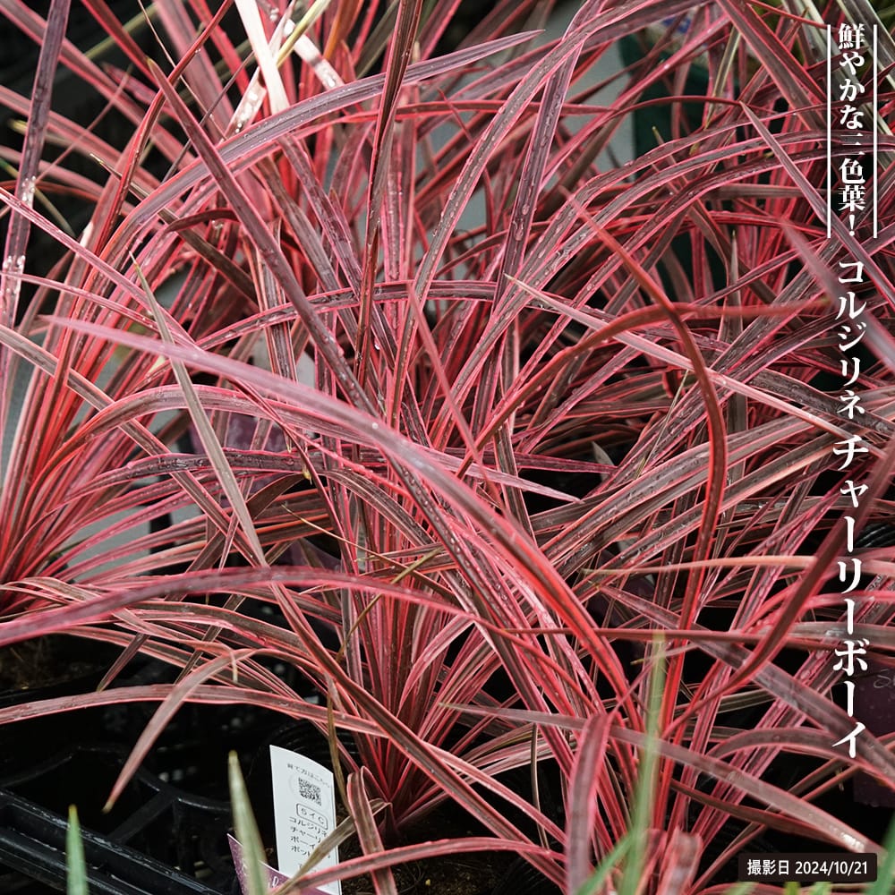 コルジリネ チャーリーボーイ 