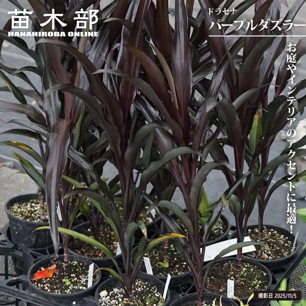 ドラセナ オーストラリス パープルダズラー 苗 販売 苗木部 By 花