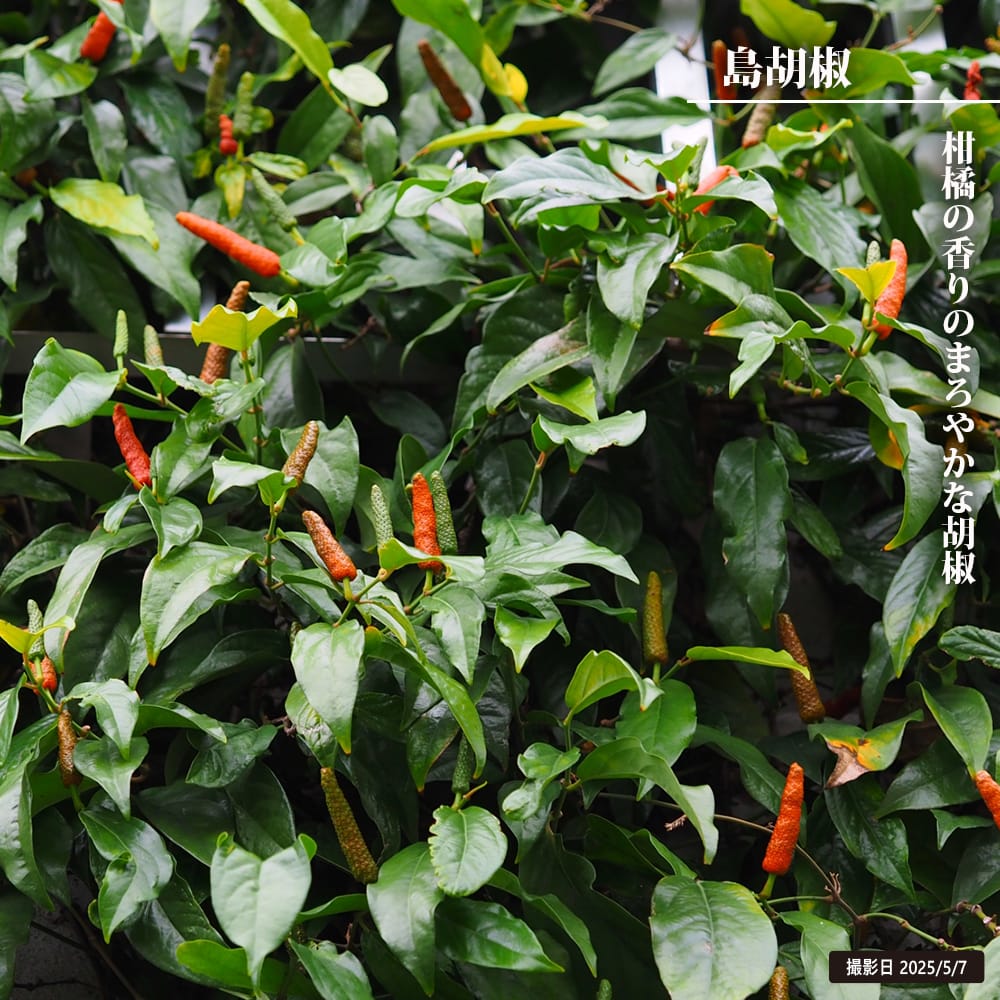 コショウ 島胡椒 