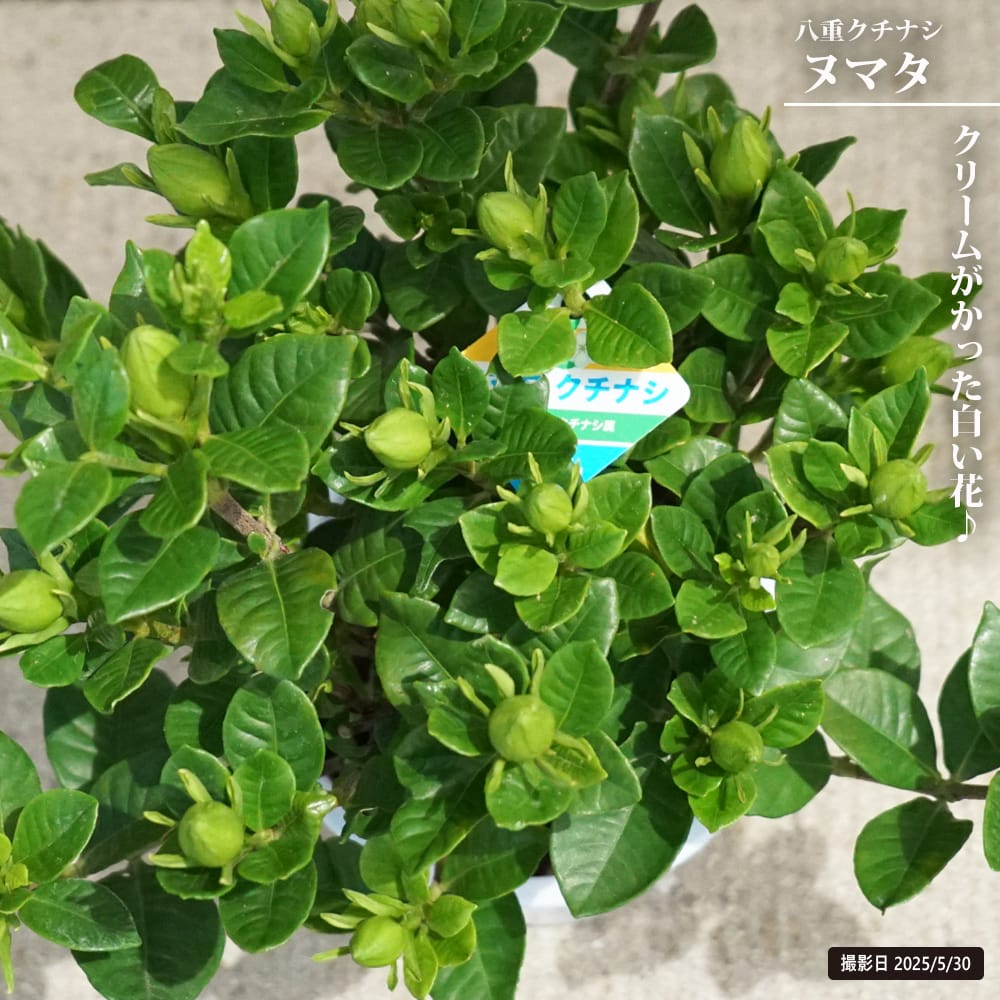 クチナシ ヌマタ 